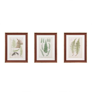 Green Lady Fern Collection Botanical Illustration 3-piece Framed Glass and Single Matted Wall Art Set See below