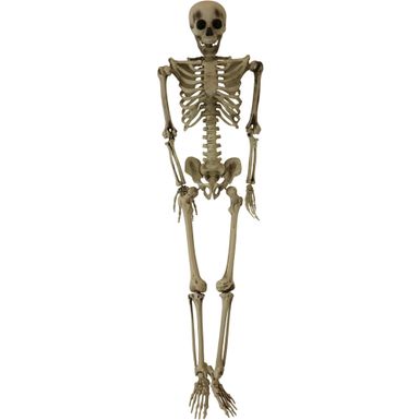 Life-Size Skeleton Prop, Indoor/Covered Outdoor Halloween Decoration