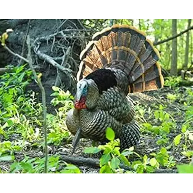 AVIAN-X HDR Strutter Turkey Decoy - Rugged Durable Realistic Lifelike Dominant Body Standing Hunting Decoy with 2 Removable Heads & Wings, Beard, Adjustable Tail Fan, Mounting Stake & Carry Bag