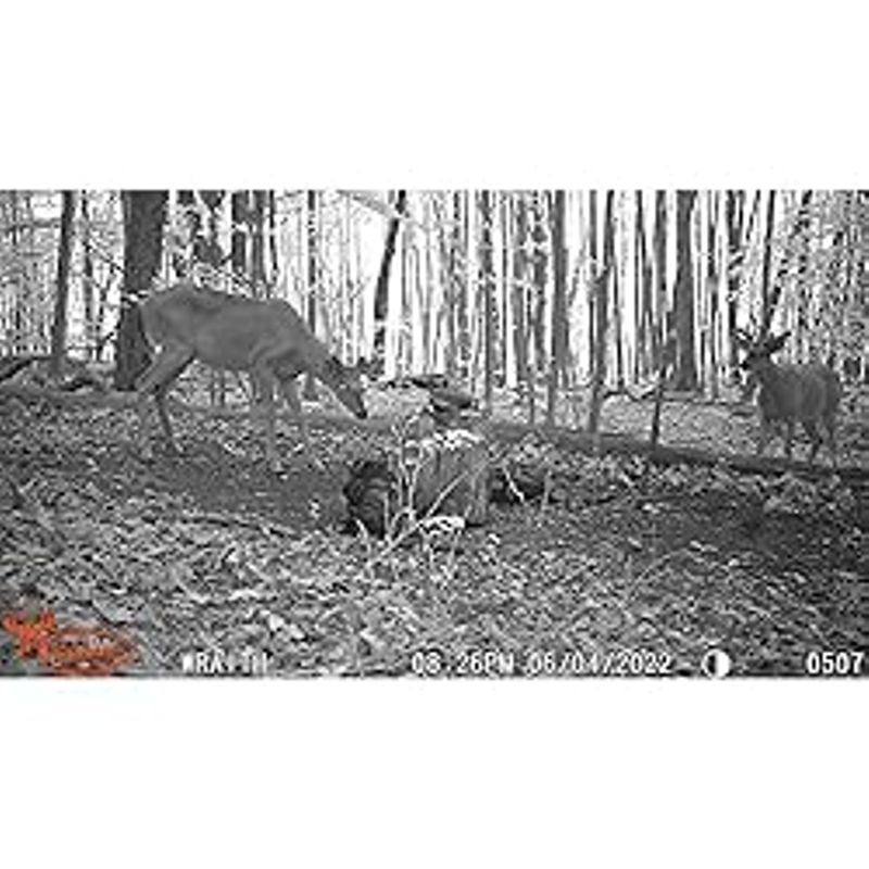 Wildgame Innovations Hunting Game Wildlife Outdoors 26 Megapixel Images HD Videos Wraith 2.0 Trail Camera
